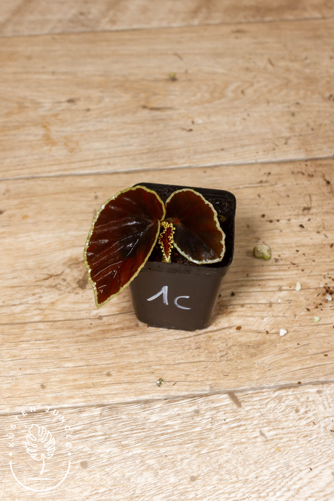 Begonia darthvaderiana 001 WYSIWYG