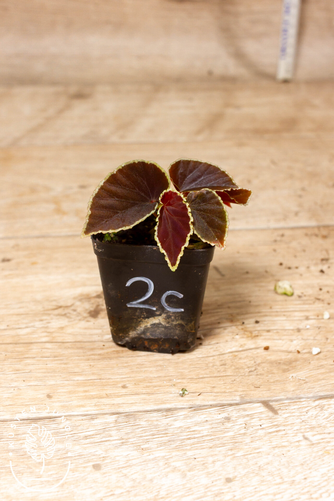 Begonia darthvaderiana 002 WYSIWYG – Bild 2