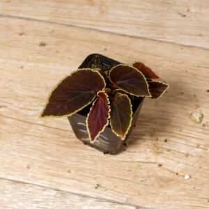 Begonia darthvaderiana 002 WYSIWYG