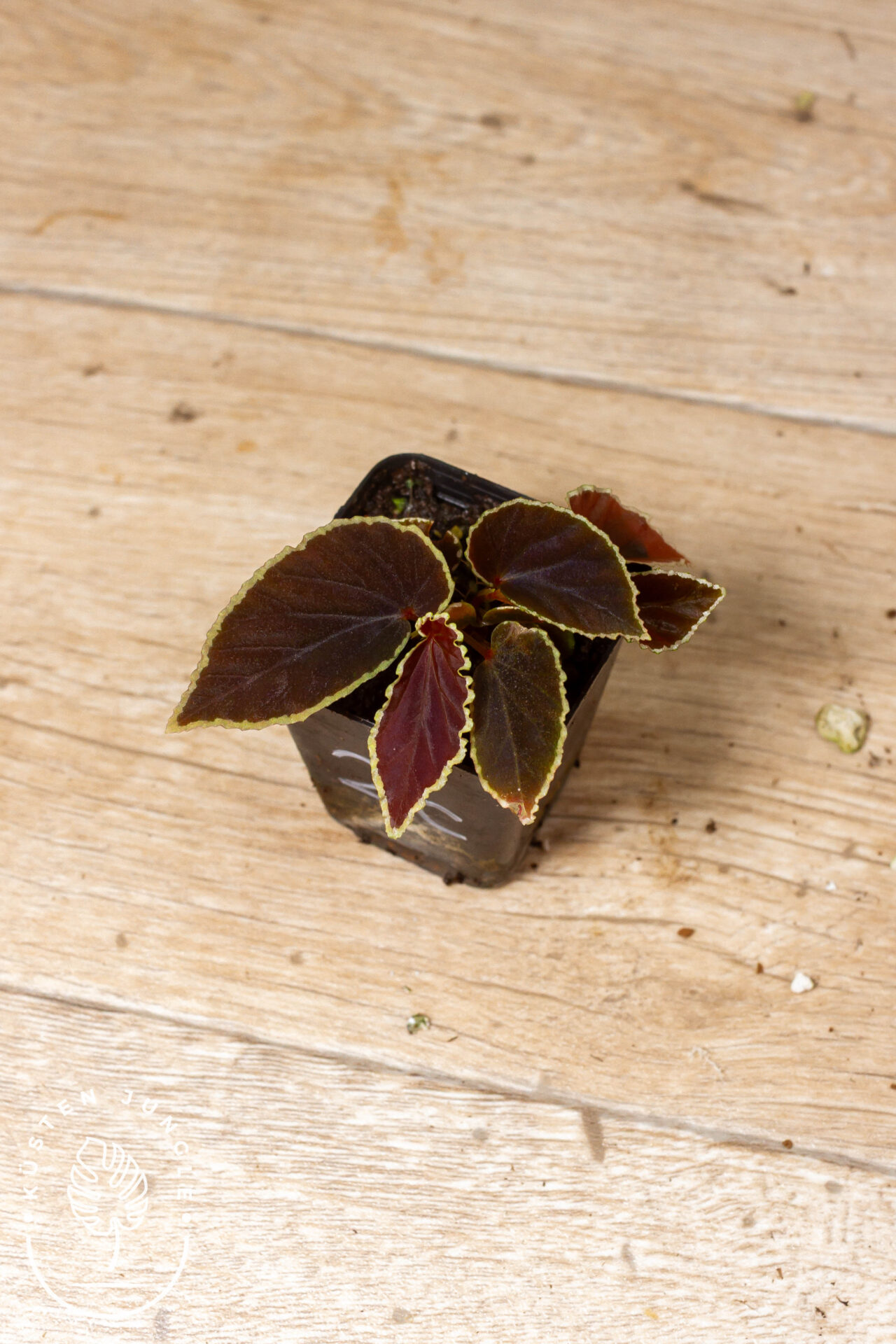 Begonia darthvaderiana 002 WYSIWYG