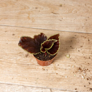 Begonia darthvaderiana 003 WYSIWYG