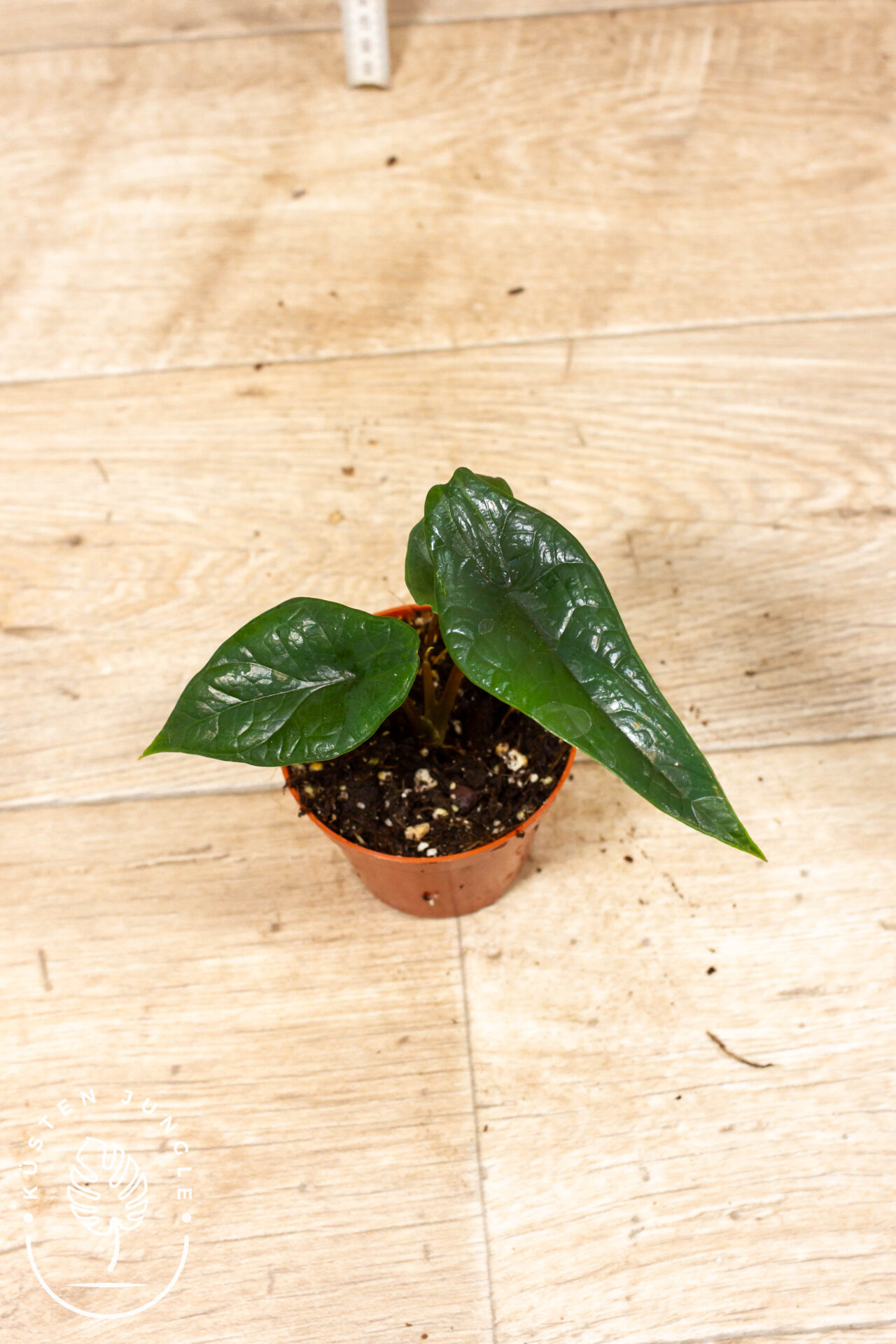 Alocasia scalprum 002C WYSIWYG