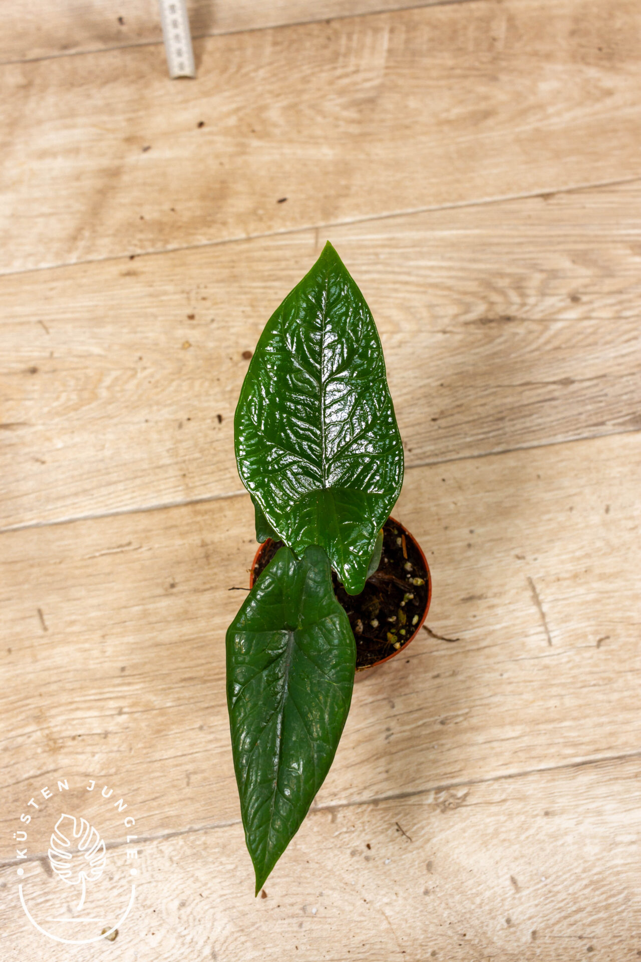 Alocasia scalprum 006C WYSIWYG