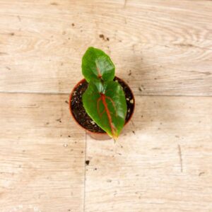 Cyrtosperma johnstonii 001C WYSIWYG