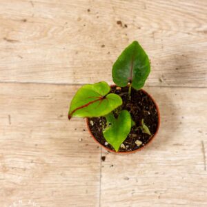 Cyrtosperma johnstonii 002C WYSIWYG