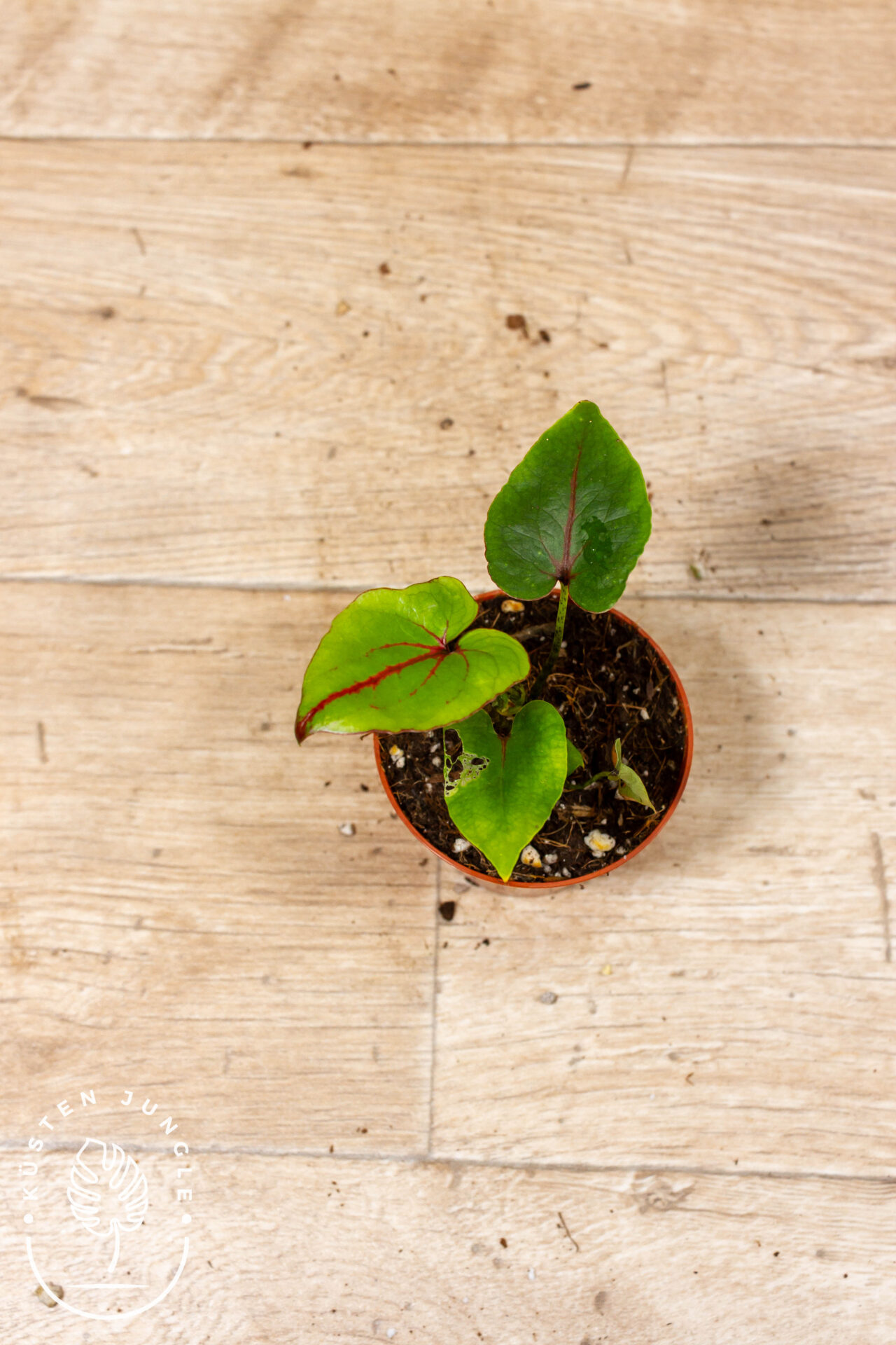 Cyrtosperma johnstonii 002C WYSIWYG