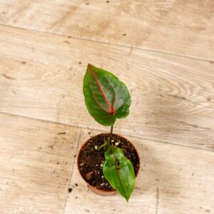 Cyrtosperma johnstonii 004C WYSIWYG