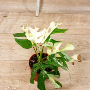 Rhaphidophora tetrasperma variegata (Monstera Minima) 002C WYSIWYG