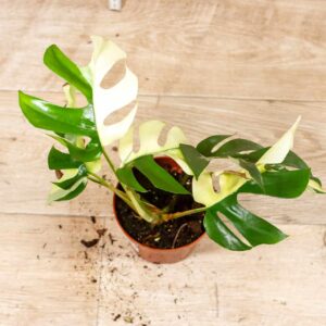 Rhaphidophora tetrasperma variegata (Monstera Minima) 002 WYSIWYG