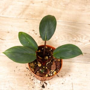 Homalomena sp. Red Sumatra 002C WYSIWYG