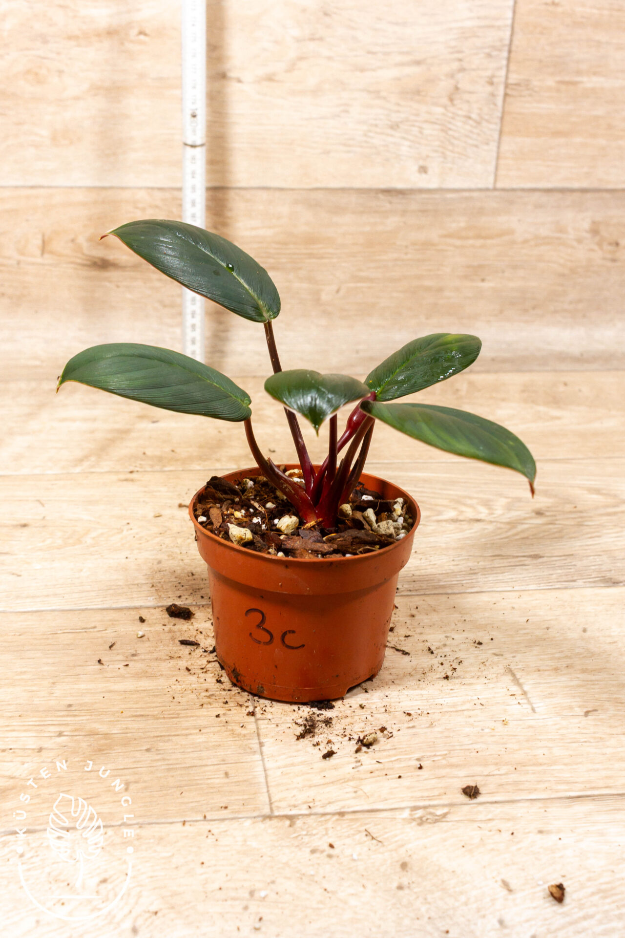 Homalomena sp. Red Sumatra 003C WYSIWYG – Bild 2