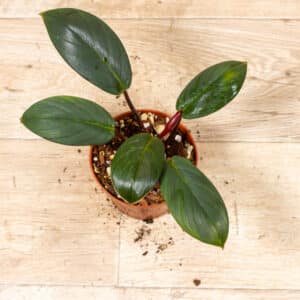 Homalomena sp. Red Sumatra 003C WYSIWYG