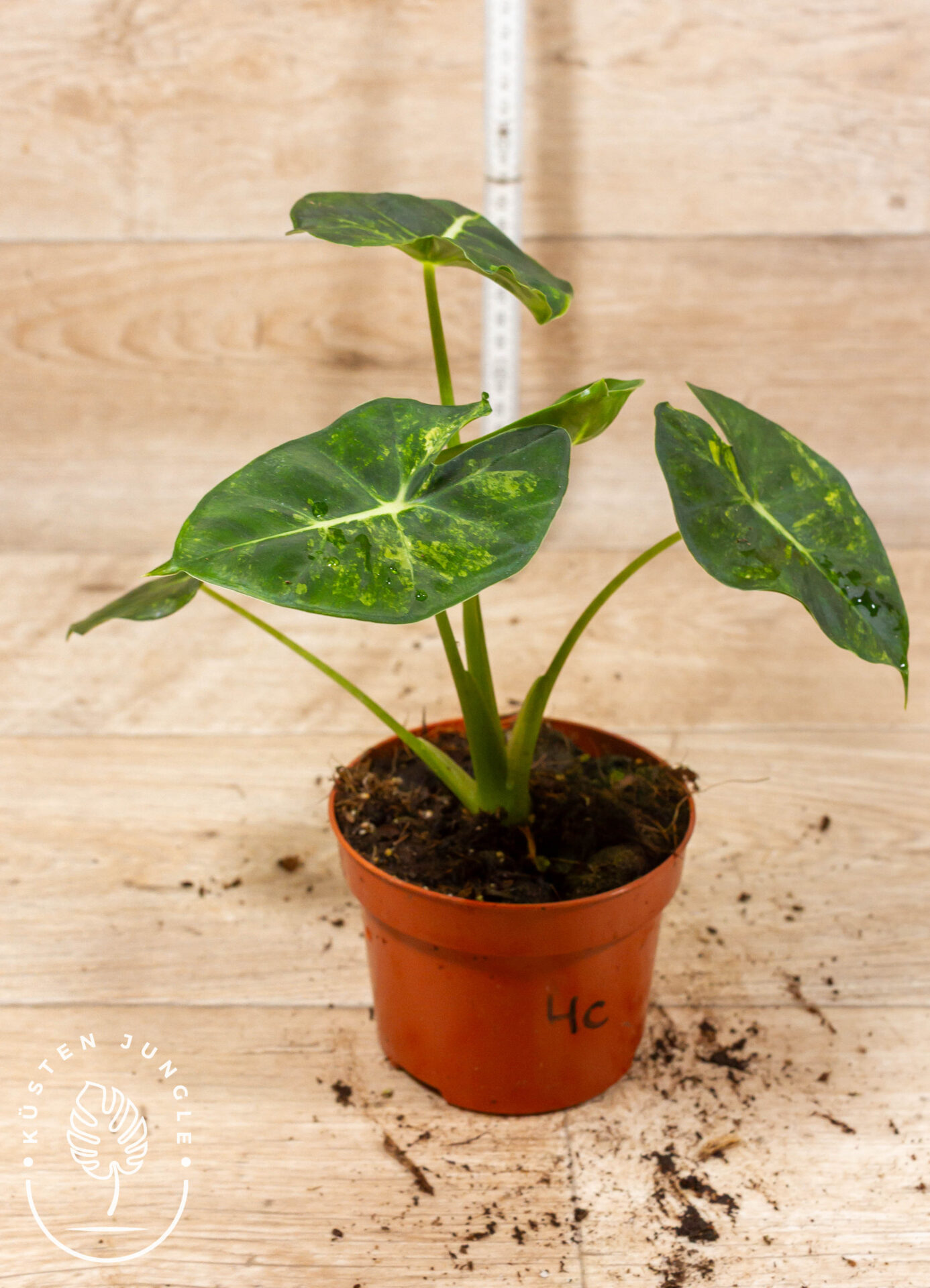 Alocasia dorayaki aurea 004C WYSIWYG – Bild 3