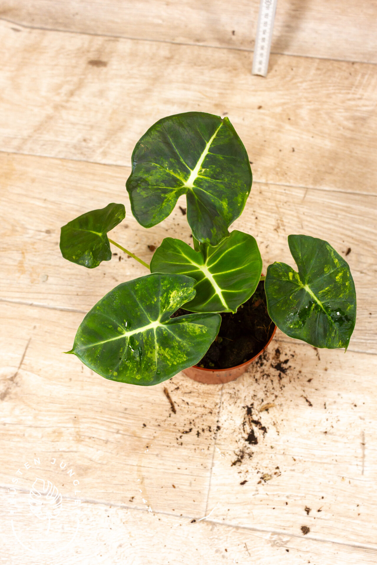 Alocasia dorayaki aurea 004C WYSIWYG