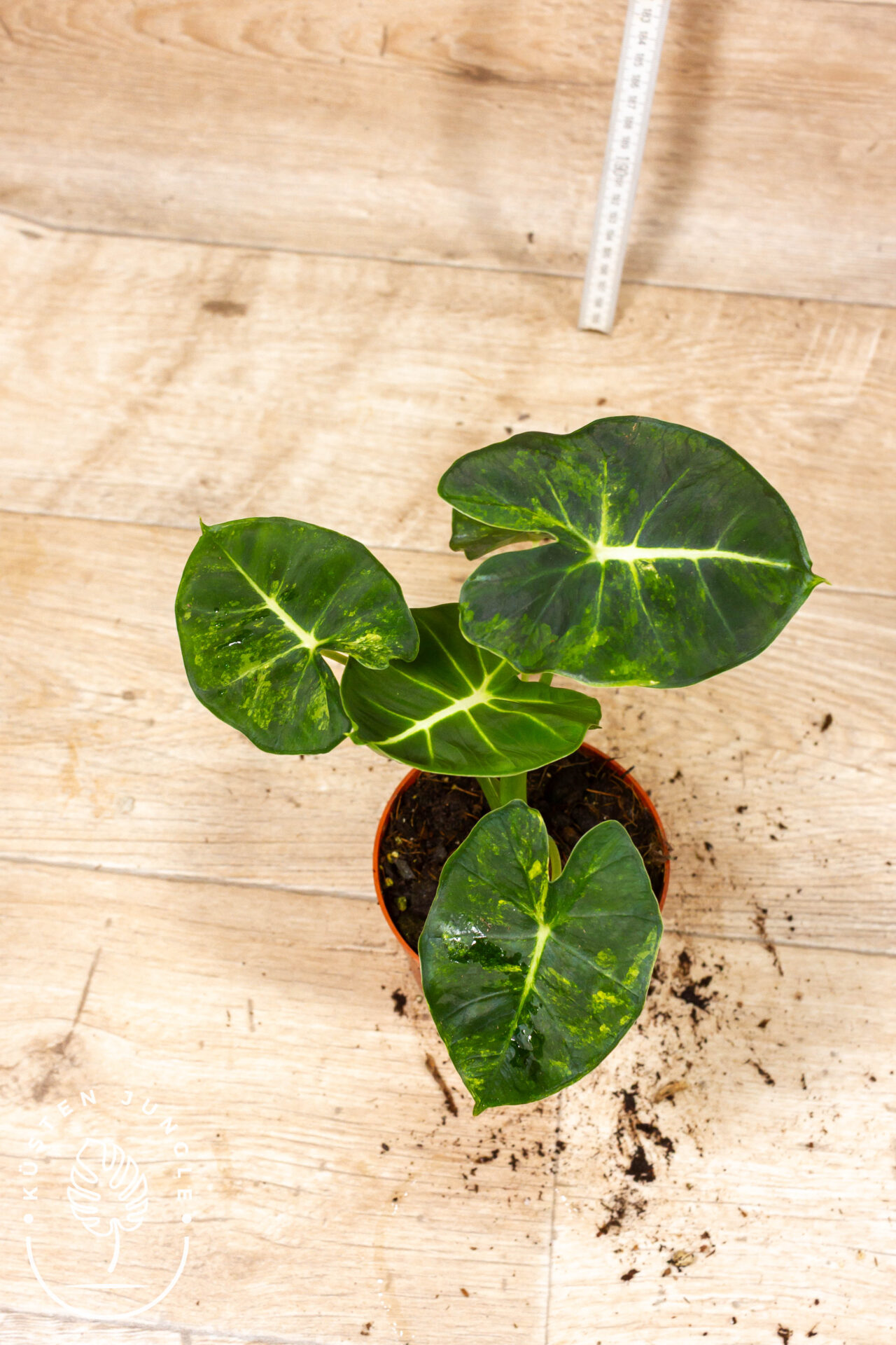 Alocasia dorayaki aurea 004C WYSIWYG – Bild 2