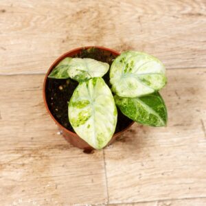 Alocasia ninja tricolor 001C WYSIWYG