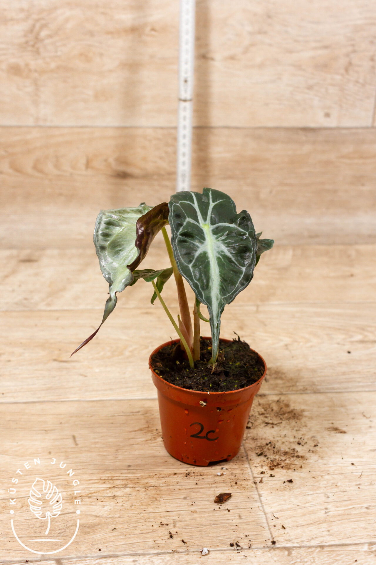 Alocasia venom 002C WYSIWYG – Bild 2