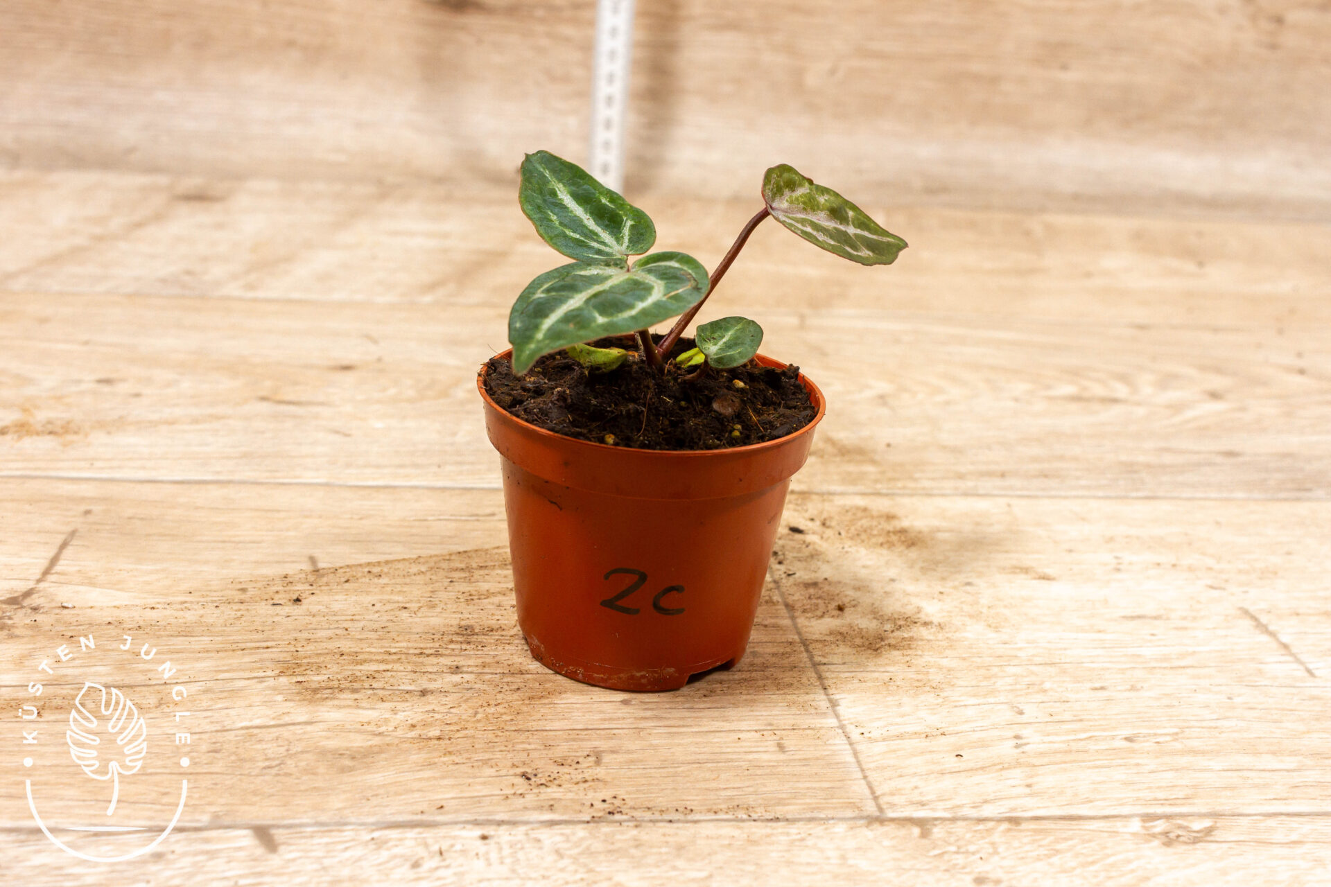 Anthurium red crystallinum 002C WYSIWYG – Bild 2