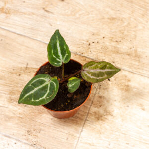 Anthurium red crystallinum 002C WYSIWYG