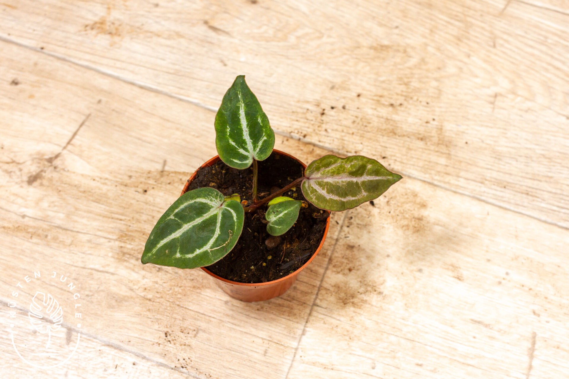 Anthurium red crystallinum 002C WYSIWYG