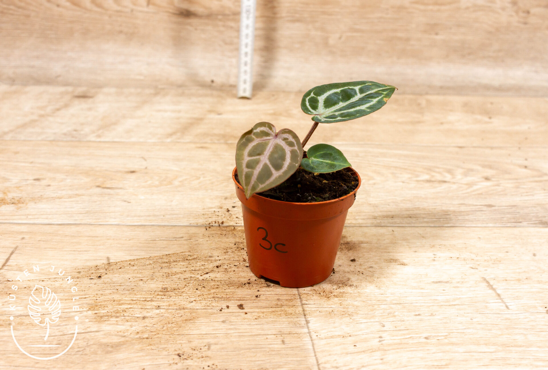 Anthurium red crystallinum 003C WYSIWYG – Bild 2