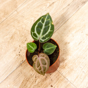 Anthurium red crystallinum 003C WYSIWYG