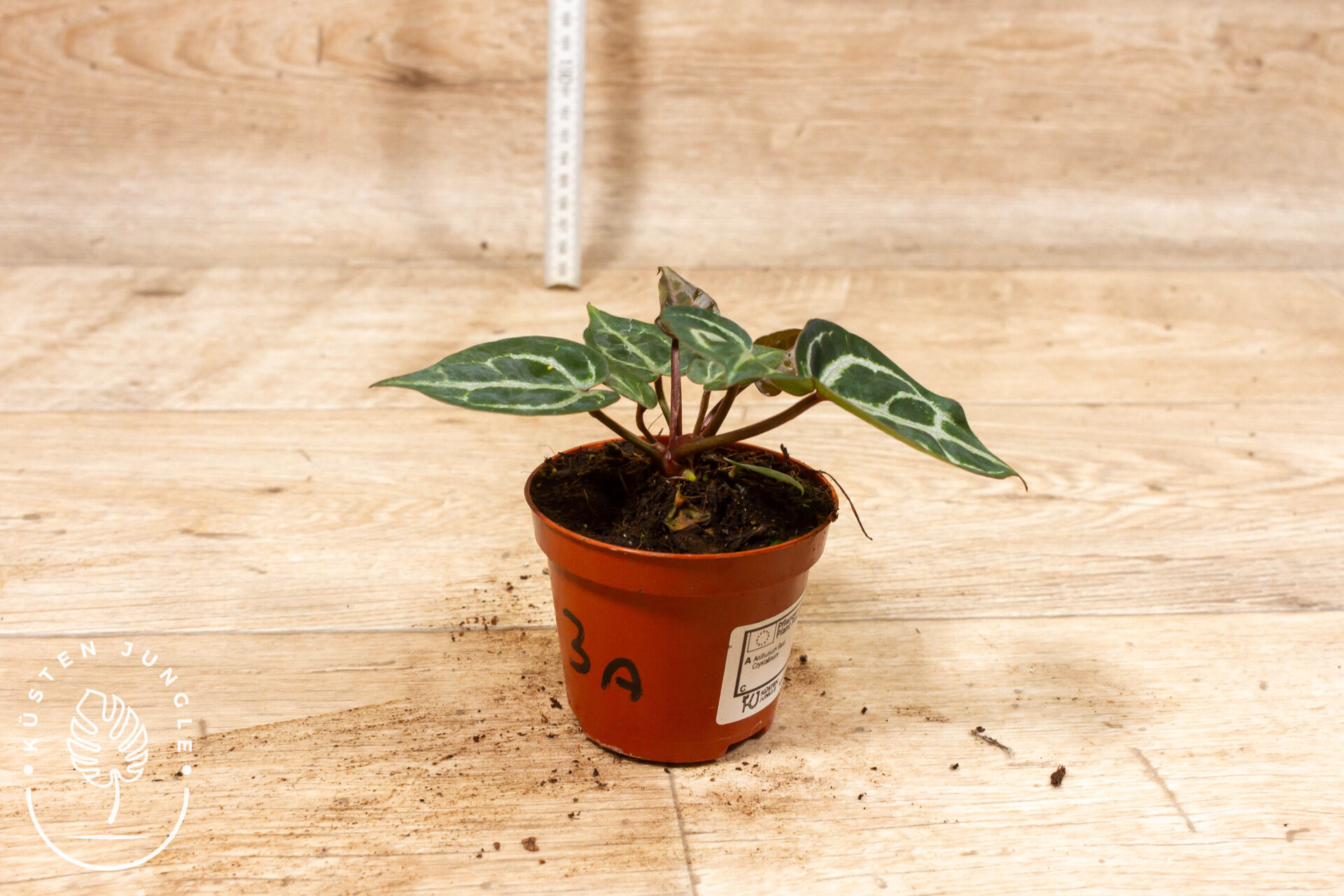 Anthurium red crystallinum 003A WYSIWYG – Bild 2