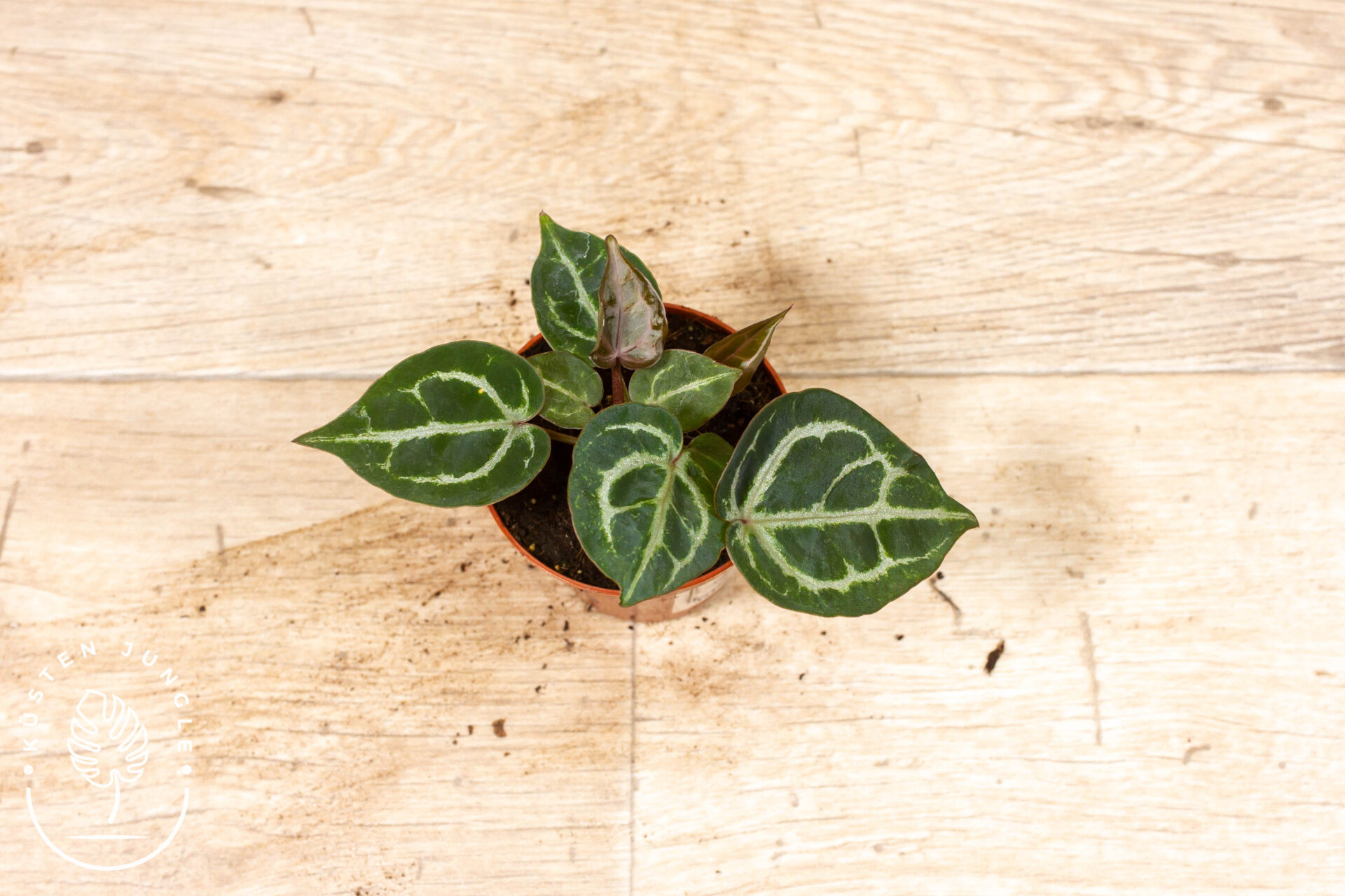 Anthurium red crystallinum 003A WYSIWYG