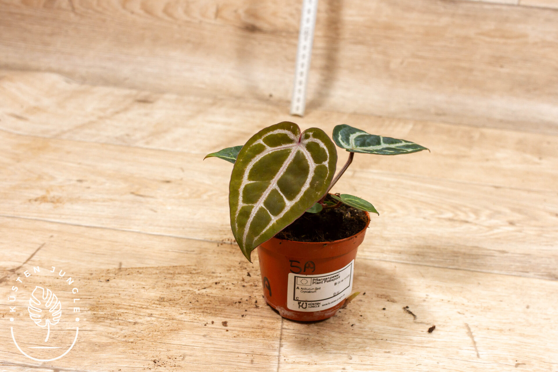 Anthurium red crystallinum 005A WYSIWYG – Bild 2