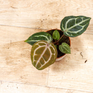 Anthurium red crystallinum 005A WYSIWYG