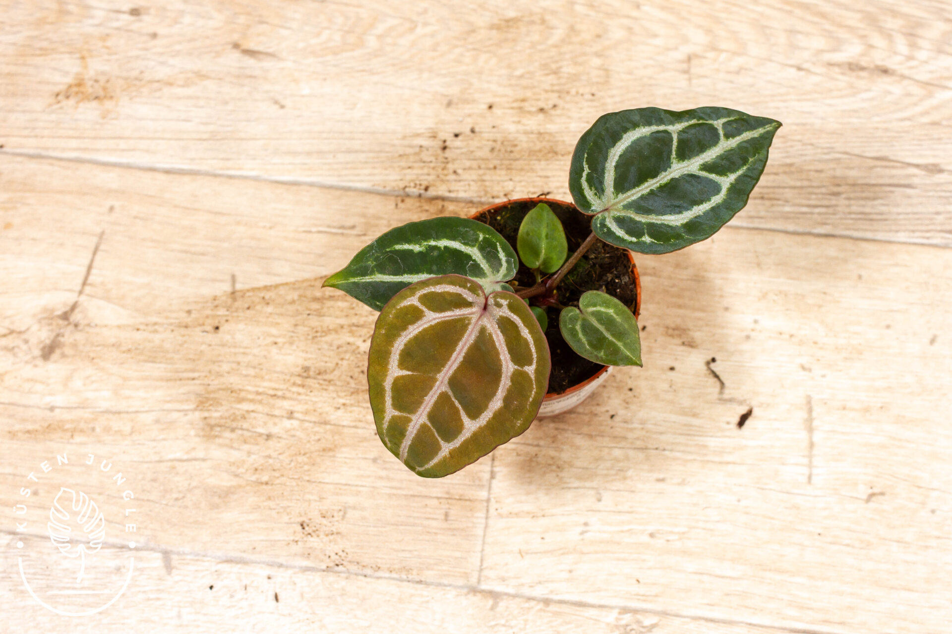 Anthurium red crystallinum 005A WYSIWYG