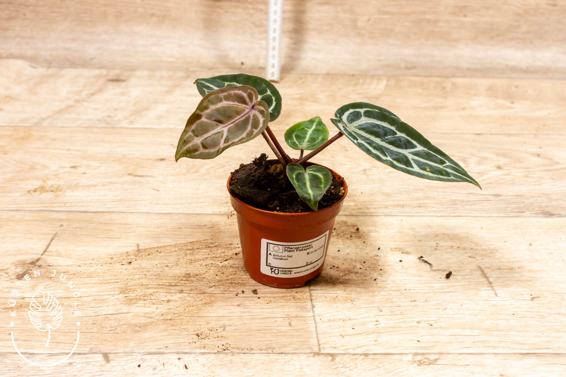 Anthurium red crystallinum 006A WYSIWYG – Bild 2