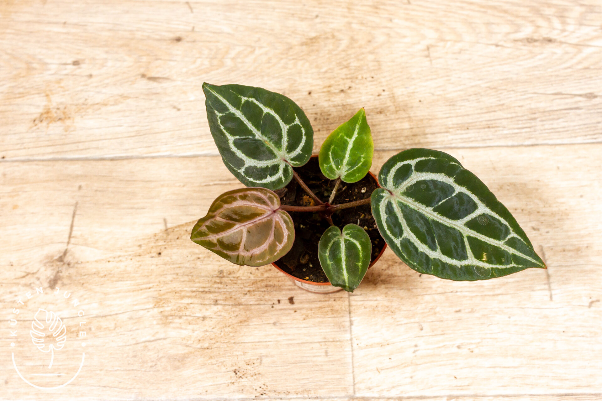 Anthurium red crystallinum 006A WYSIWYG