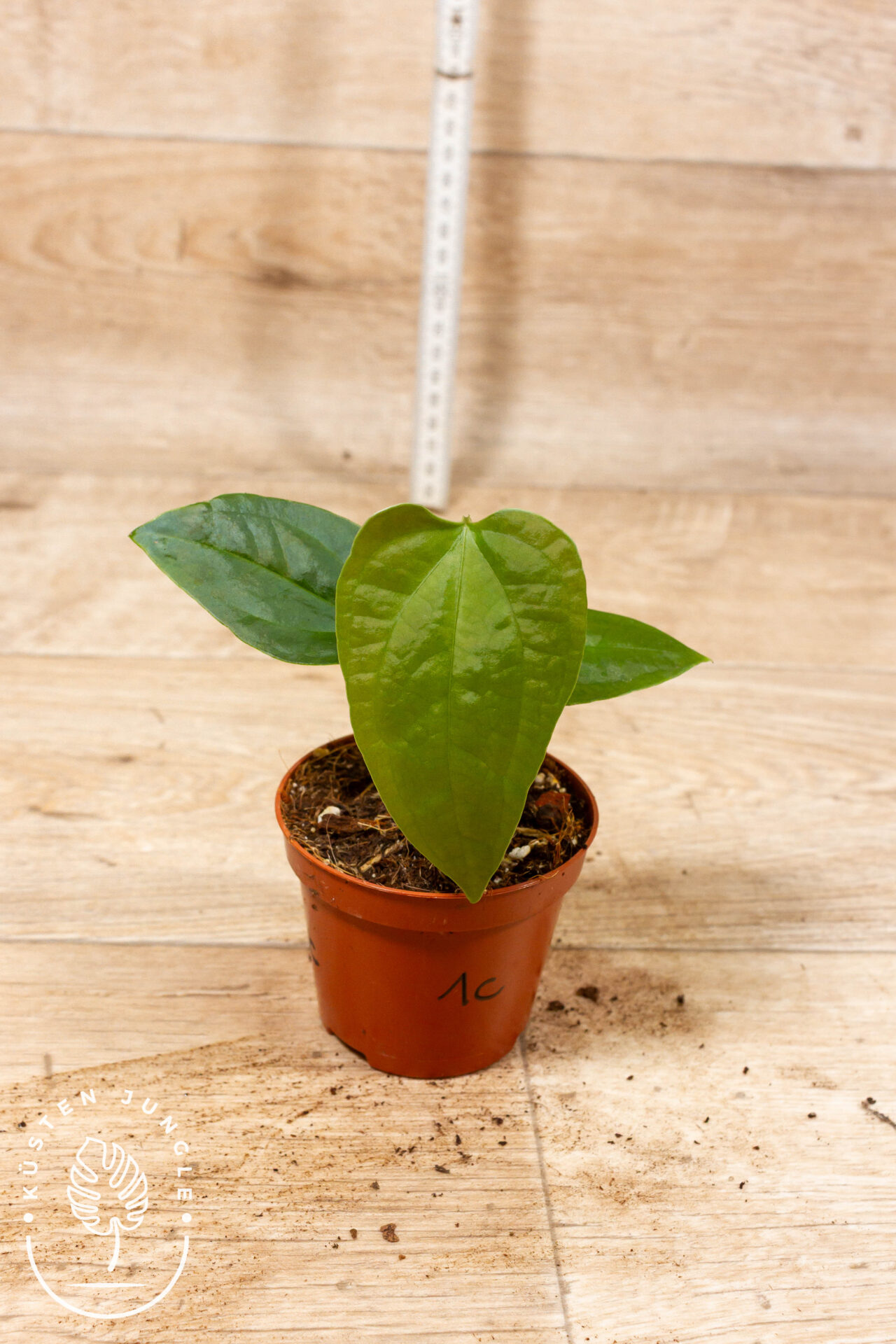 Anthurium sp. Napo 001C WYSIWYG