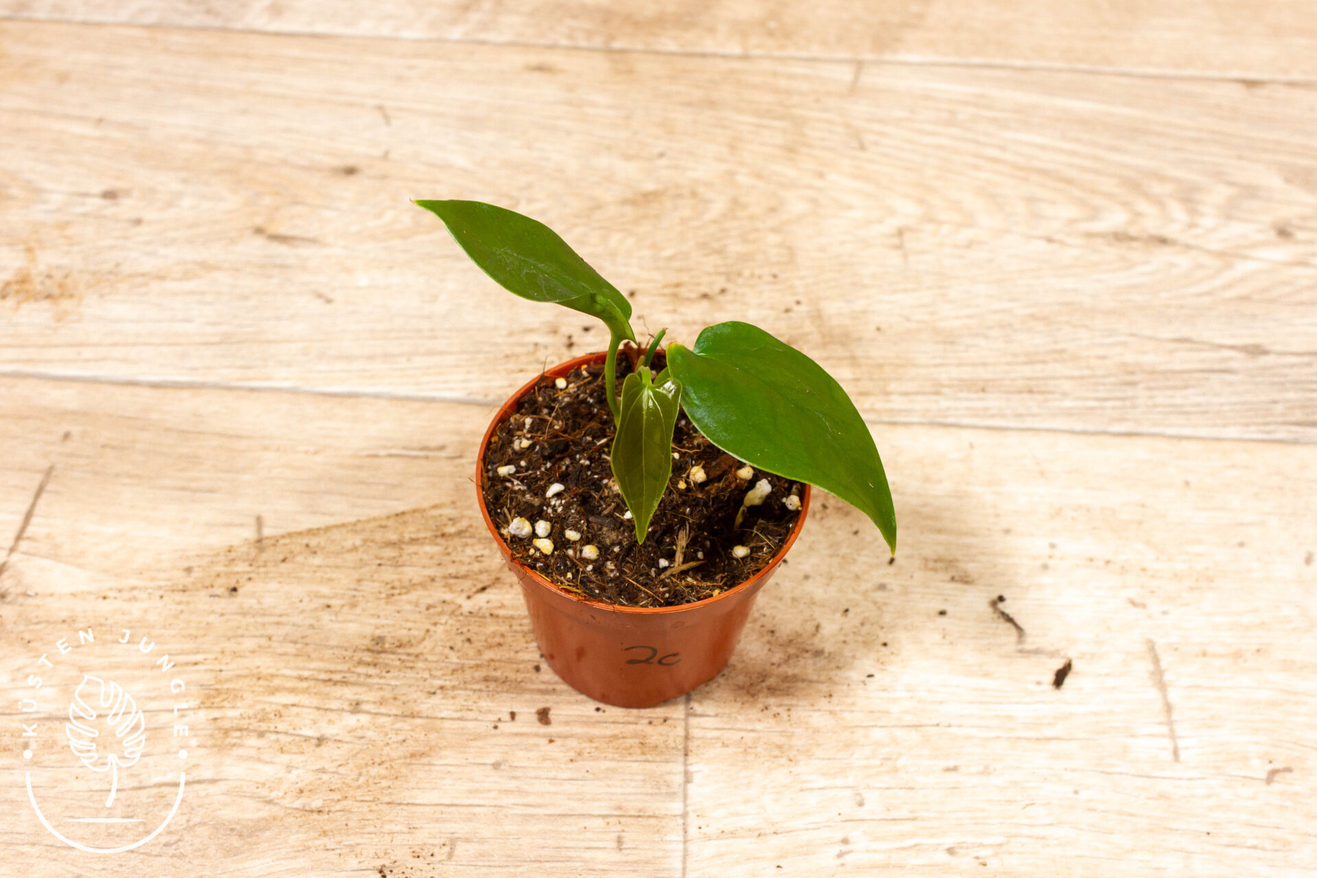 Anthurium sp. Napo 002C WYSIWYG