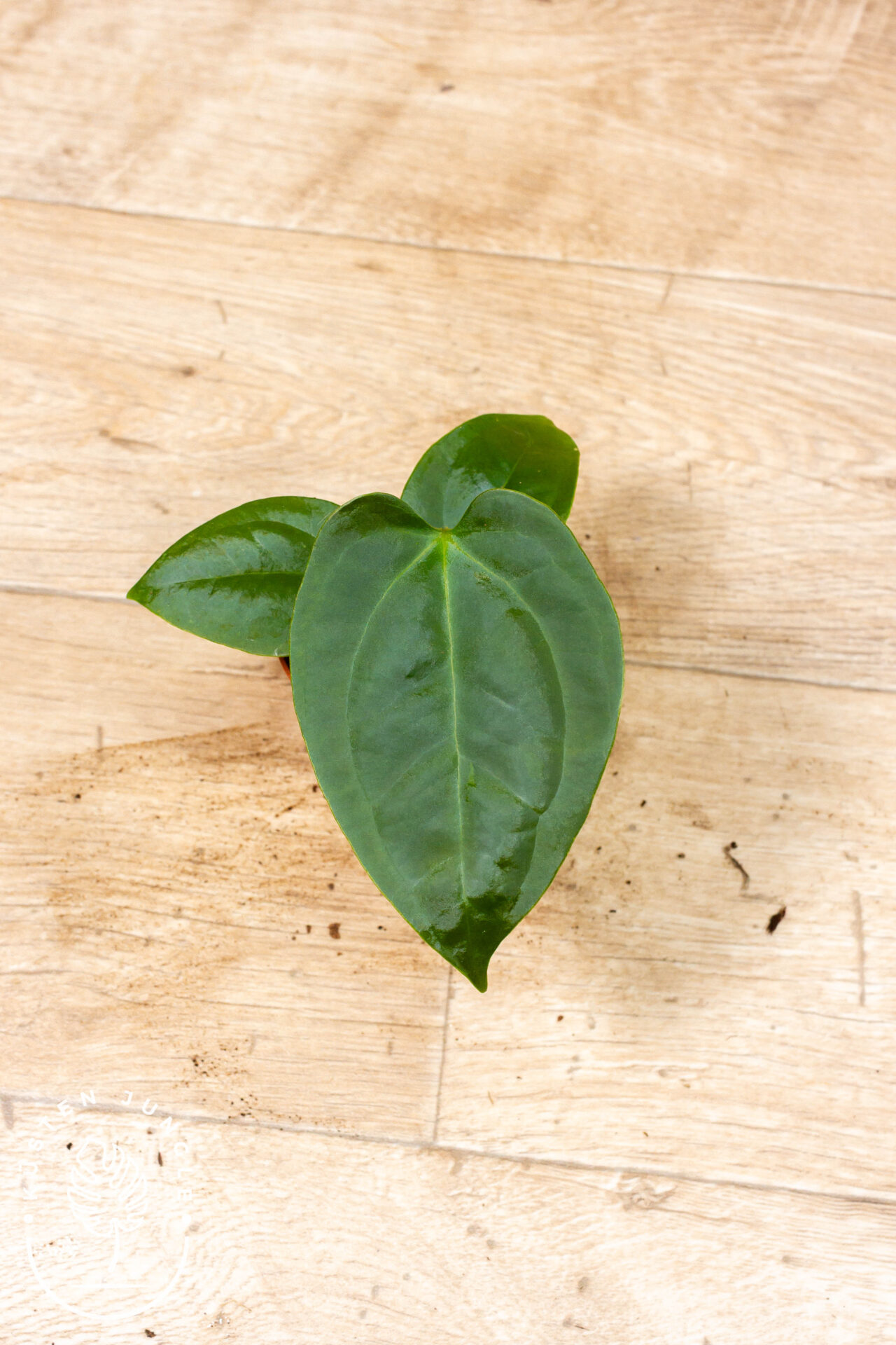 Anthurium sp. Napo 003C WYSIWYG