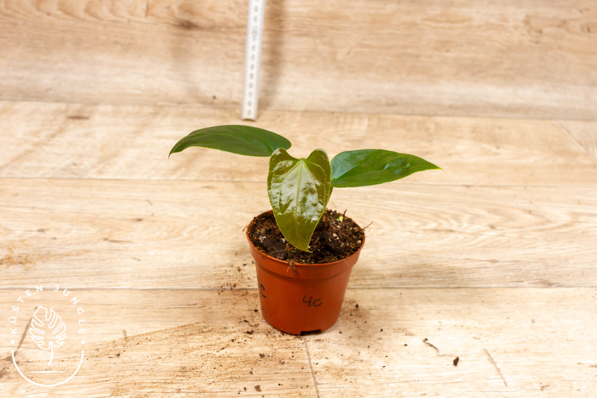 Anthurium sp. Napo 004C WYSIWYG