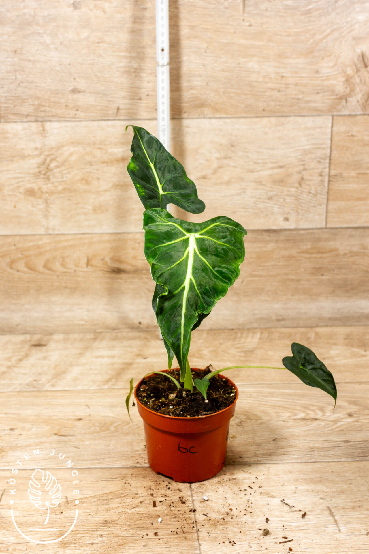 Alocasia frydek tattoo 006C WYSIWYG - Image 2