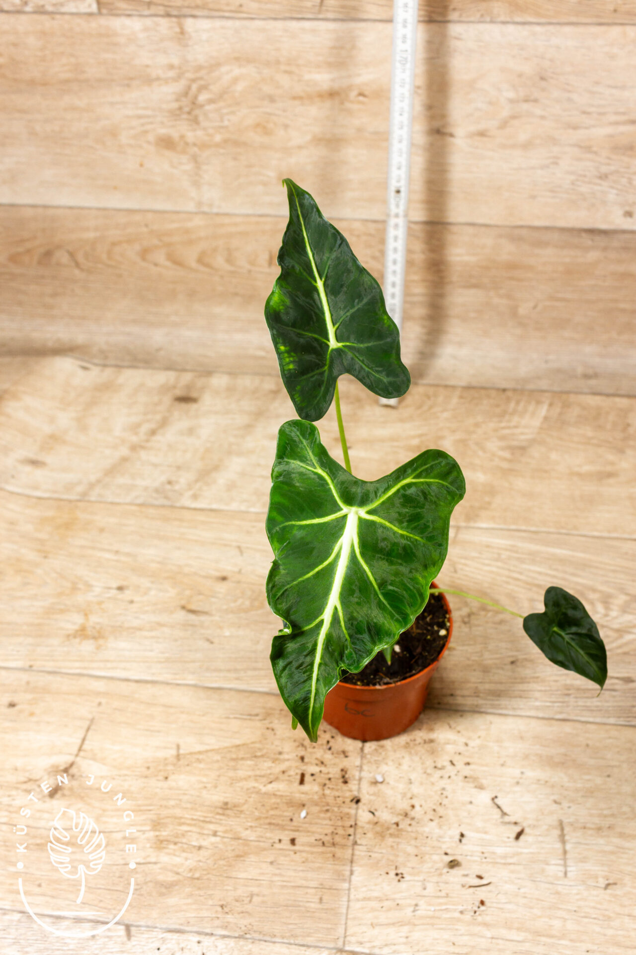 Alocasia frydek tattoo 006C WYSIWYG