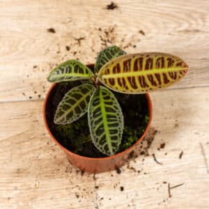 Labisia sp. NOID 001C WYSIWYG