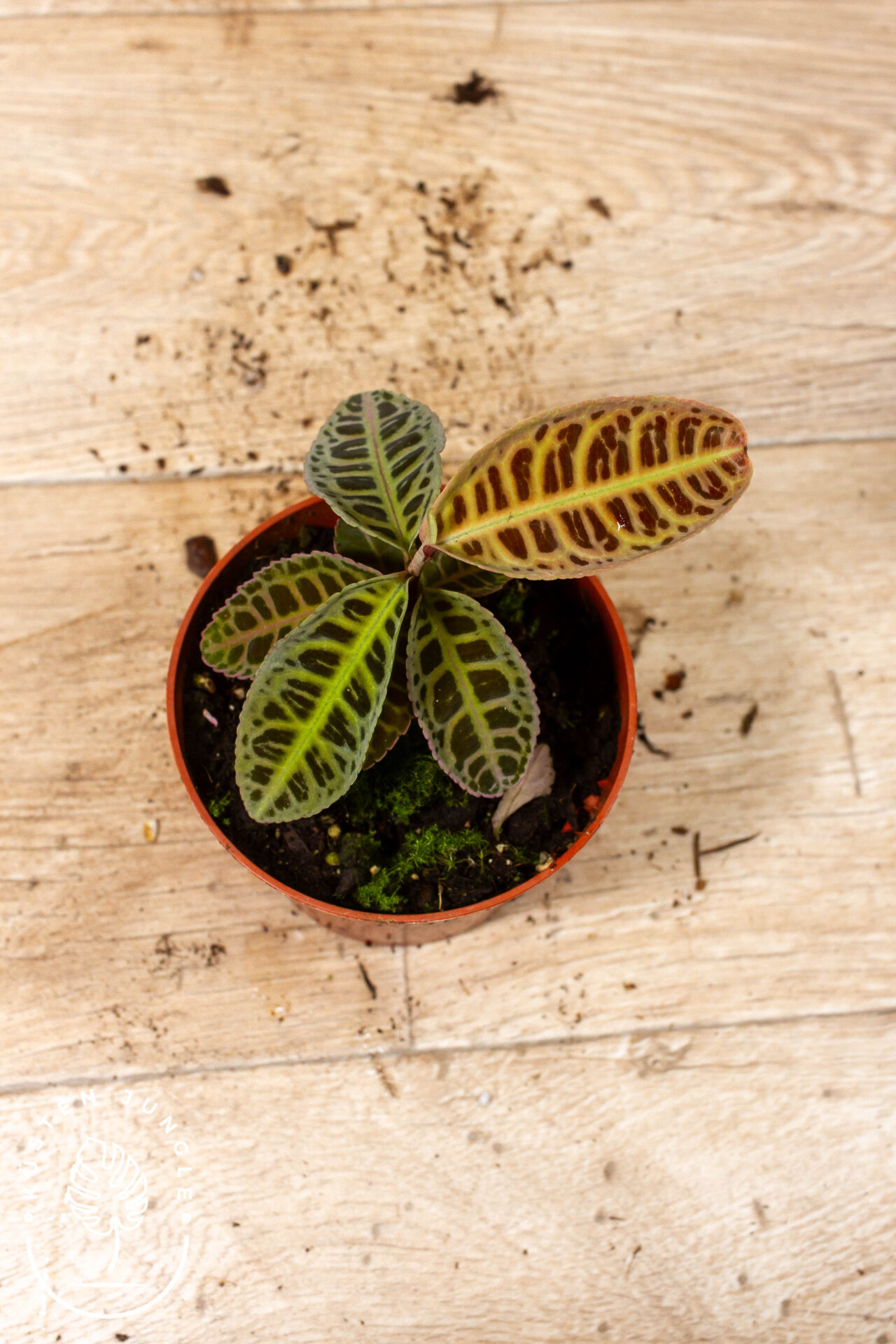 Labisia sp. NOID 002C WYSIWYG