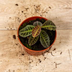 Labisia sp. NOID 003C WYSIWYG