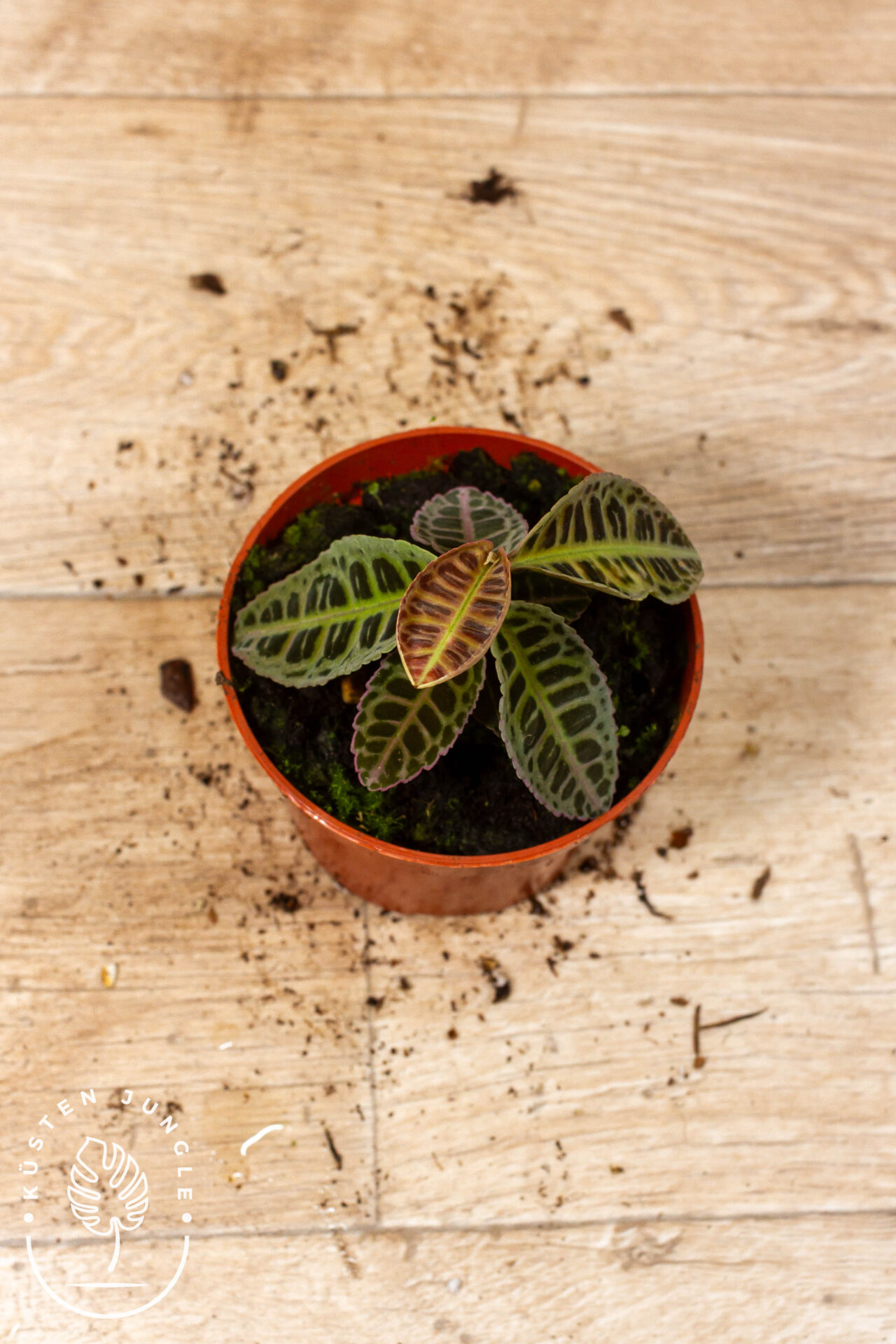 Labisia sp. NOID 003C WYSIWYG