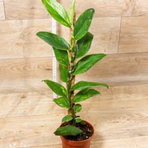 Rhaphidophora Elliptica Aurea 001C WYSIWYG