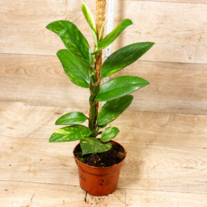 Rhaphidophora Elliptica Aurea 002C WYSIWYG