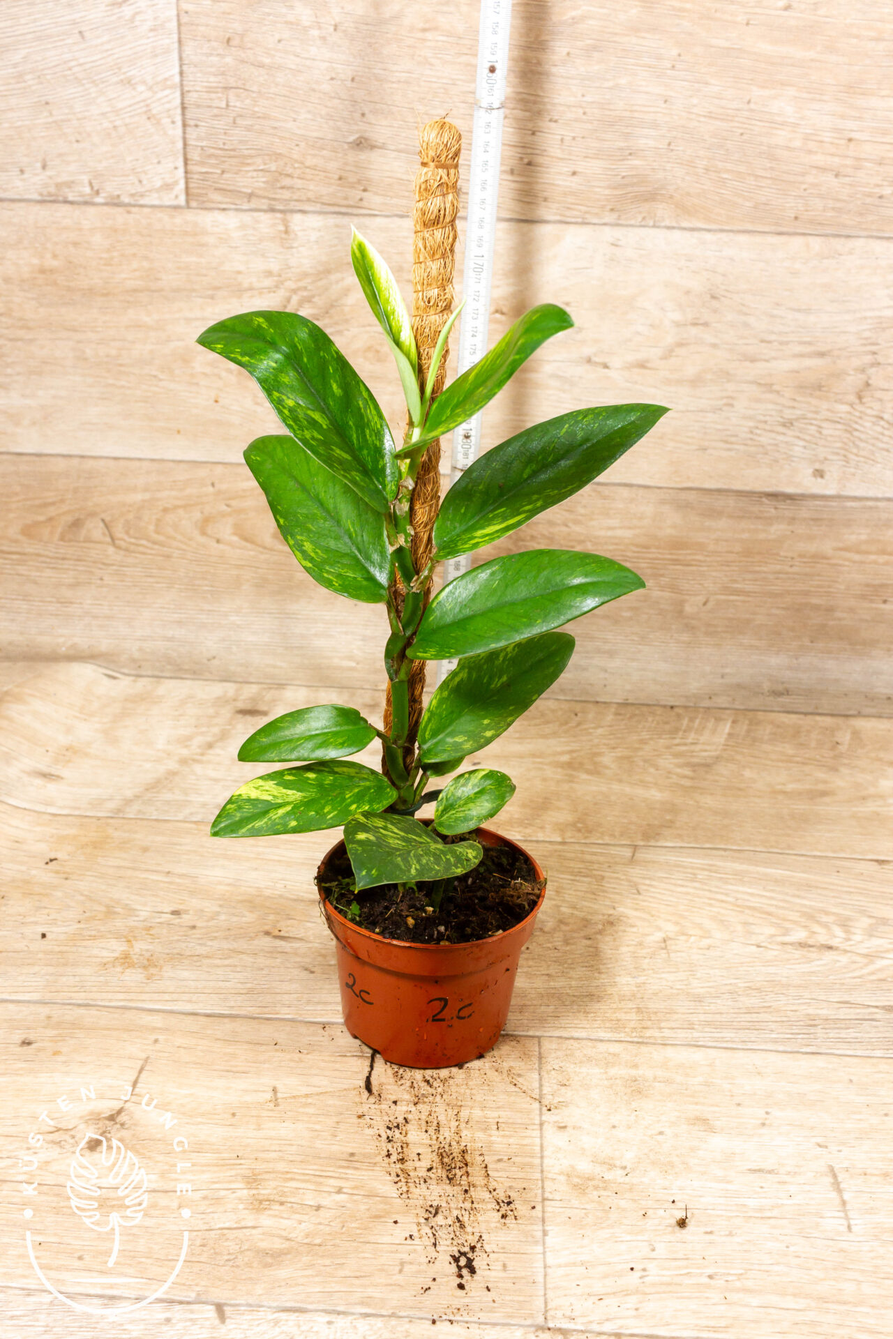 Rhaphidophora Elliptica Aurea 002C WYSIWYG