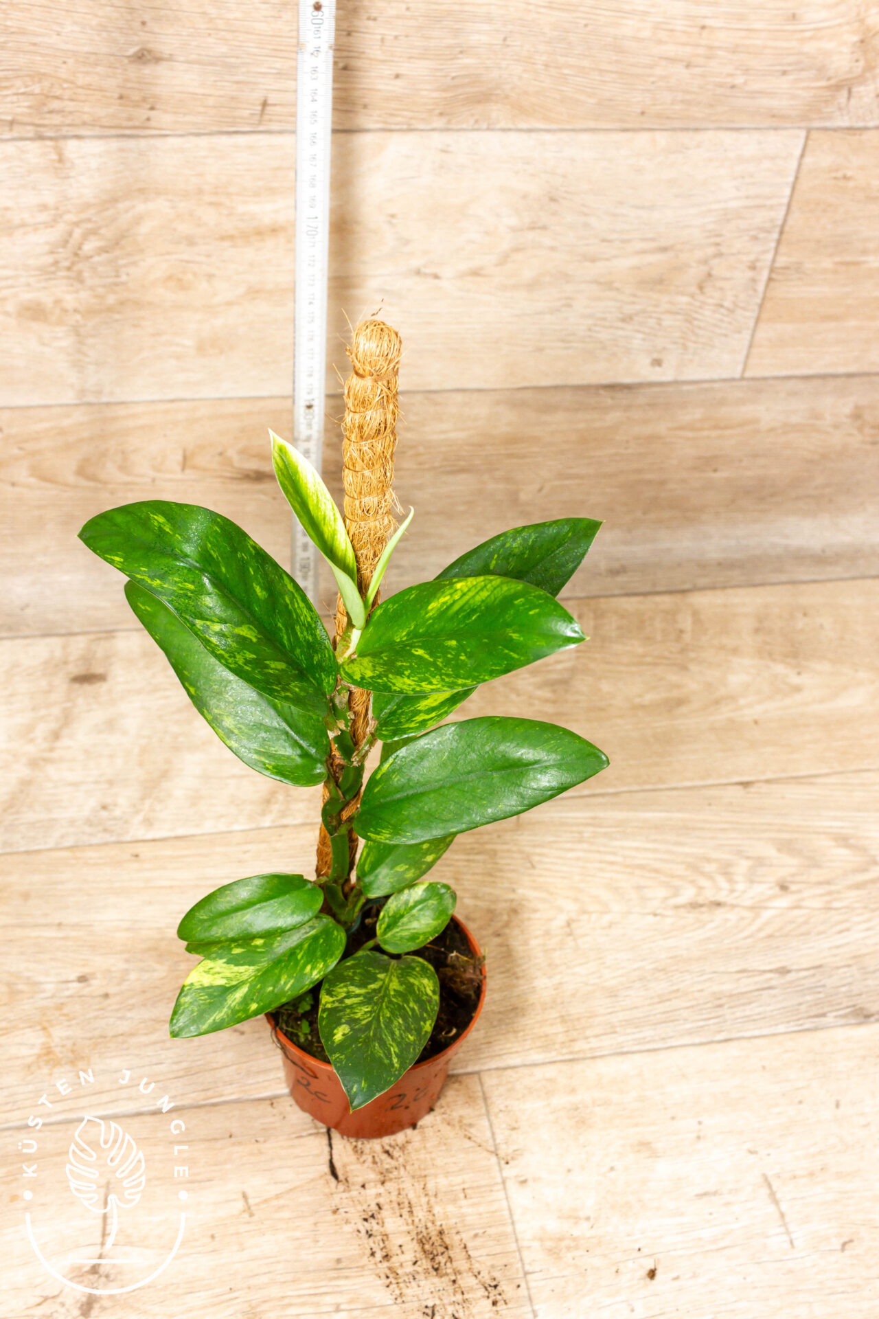 Rhaphidophora Elliptica Aurea 002C WYSIWYG - Image 2