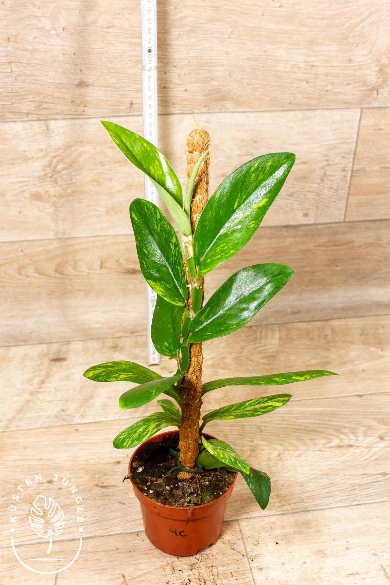 Rhaphidophora Elliptica Aurea 004C WYSIWYG