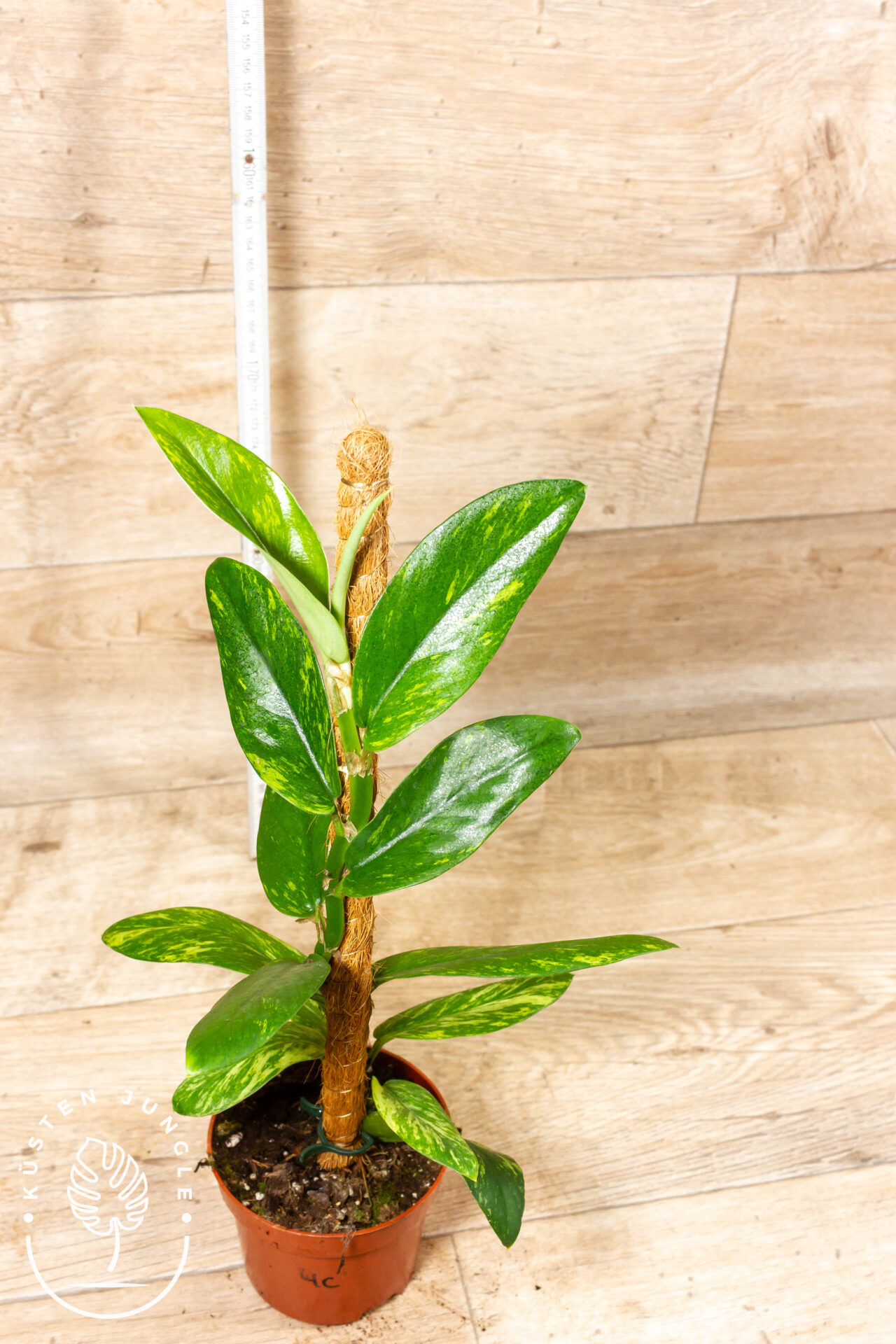 Rhaphidophora Elliptica Aurea 004C WYSIWYG - Image 2