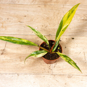 Philodendron caramel marble 002C WYSIWYG